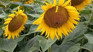 Sunflowers fields at Lectoure, Gers France