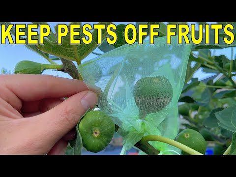 The EASIEST Way To Protect Fruits And Vegetables From Pests!