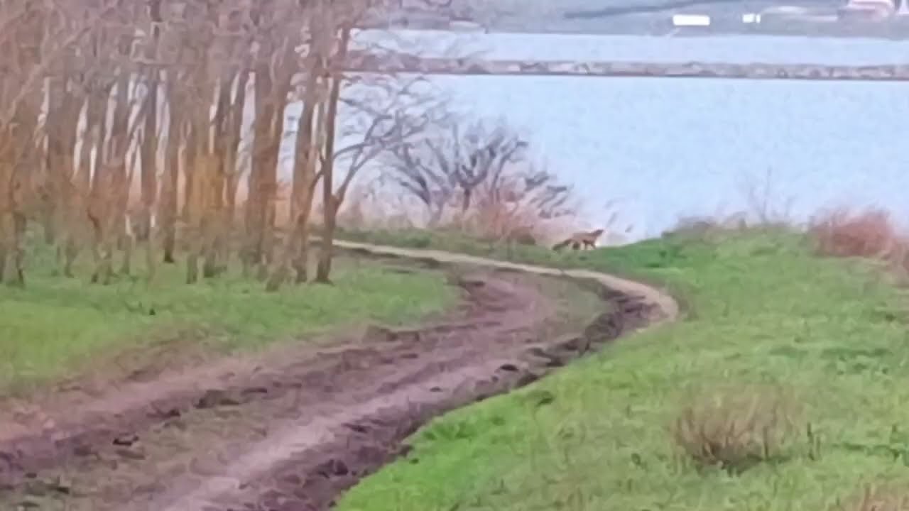 Fox 🦊 runs along the road near lake / Лисичка 🦊 бегает по дороге возле озера++ 