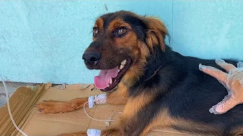 不幸感染上犬瘟的狗狗，经过治疗食欲开始恢复，摇著尾巴感谢医生 - 天天要闻