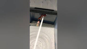 The Trap’s baby Green Tree Pythons are all eating great over here. 🤓🐍❤️