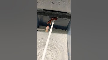 The Trap’s baby Green Tree Pythons are all eating great over here. 🤓🐍❤️