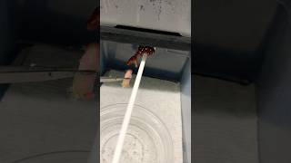 The Trap’s baby Green Tree Pythons are all eating great over here. 🤓🐍❤️