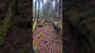 I love the pines. so beautiful.  #appalachiantrail2024 #smokeymountains