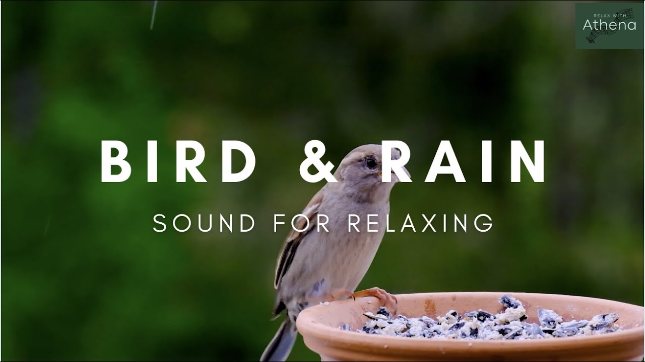 Beautiful Relaxing music, Sleep music, Piano music: Bird sound & Rain sound