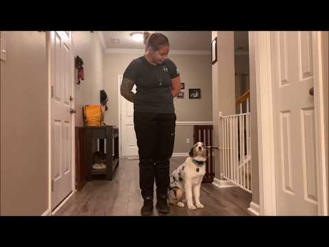 australian-shepherd-obedience-training.-brinlei,-6-months-old,-before-and-after-video