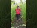 Lo caet nih ngai coeng oe