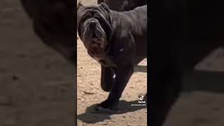 Neapolitan Mastiff attitude status ø #dogbreeds #viral
