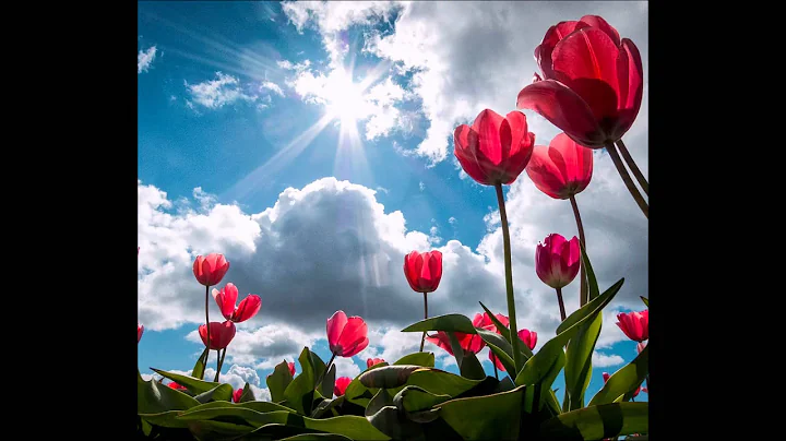 Cultivating a Compassionate Image Meditation