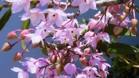 Lan thập Hoa, Lan rừng giá rẻ LH: Zalo, cháng: 0389056110