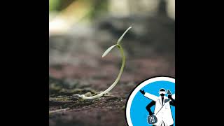 Why is phosphorus important for life?