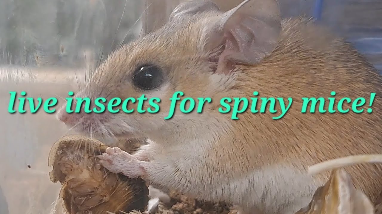 Importance of live insects in a spiny mouse diet | Care - YouTube