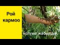 Рой кармоо. Кулжачарова Рая