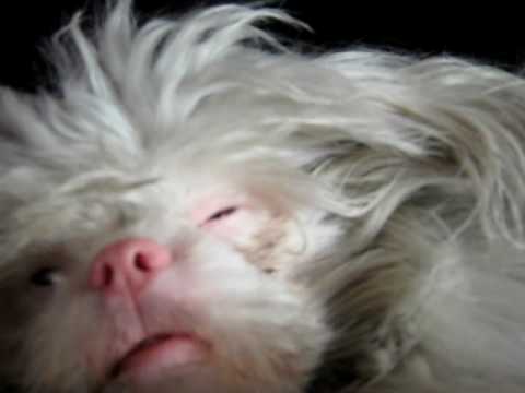 albino shih tzu