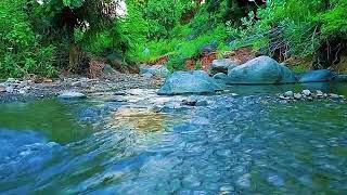 Relaxing Water Sound, Sound of Forest Stream and Forest River Sounds