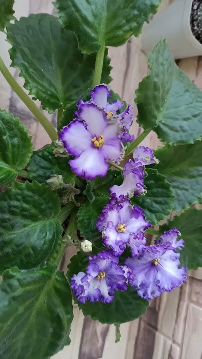 Фиалка НК Вечная Молодость #цветы #фиалкацветёт #flowers #фиалка - YouTube
