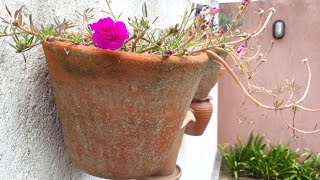 Vasos Novos De Parede Orquídea Florida - Página Da Kika