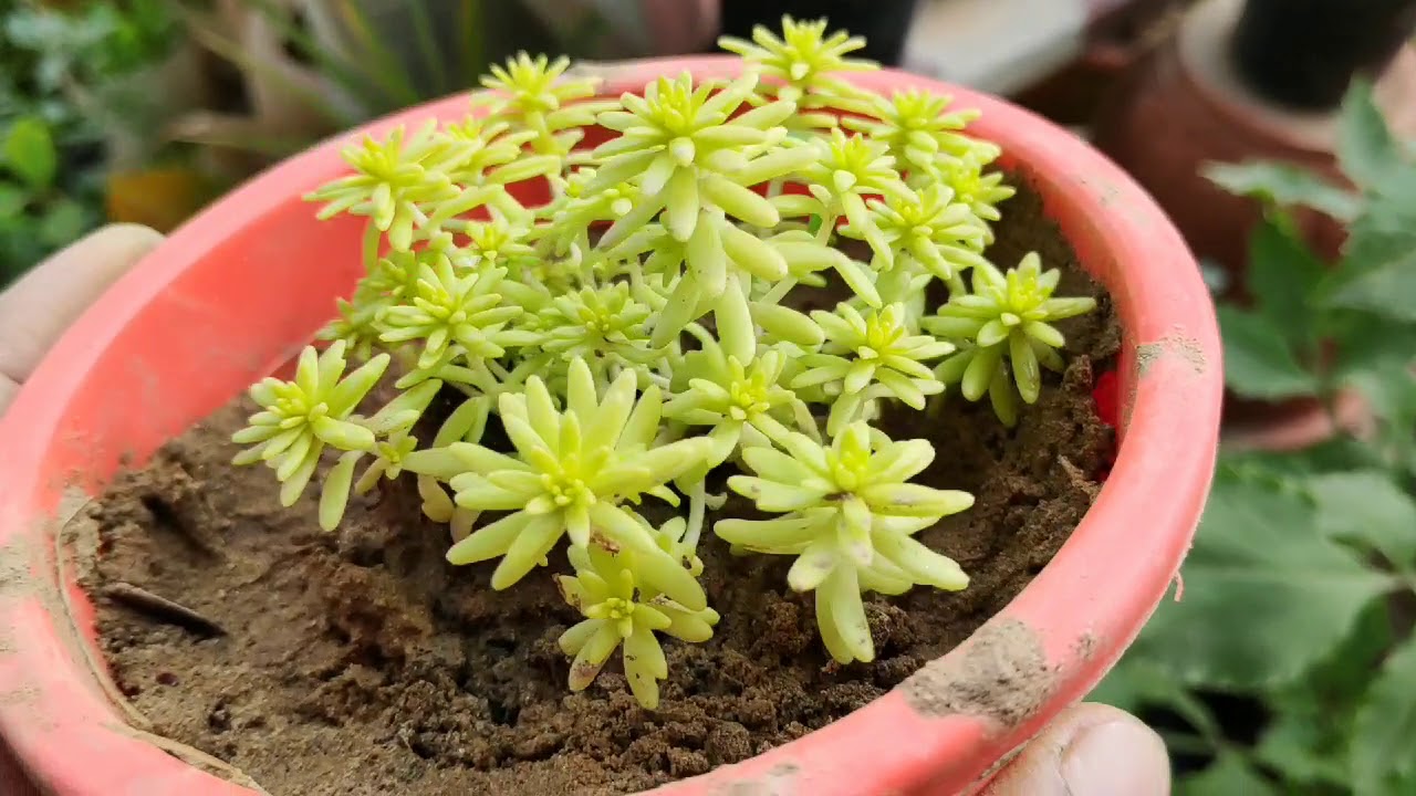 Top hanging succulents, perennial succulents for hanging basket n