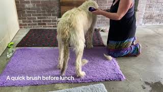 Austonley Irish Wolfhound Rehome back to the Breeder (us)