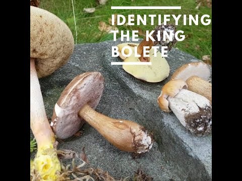 Identifying the King Bolete