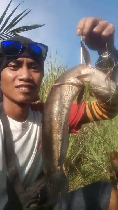 pagiy pagiy di sambut babon gabus