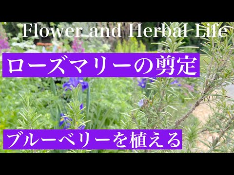 ガーデニング ローズマリー剪定 収穫 活用例とブルーベリーの植え方 花とハーブのある暮らし Youtube