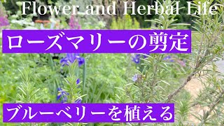 ガーデニング ローズマリー剪定 収穫 活用例とブルーベリーの植え方 花とハーブのある暮らし Youtube