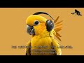 The Kiffness x Ginger the Cockatiel - Kookee Kookee - Paolo Monti REMIX