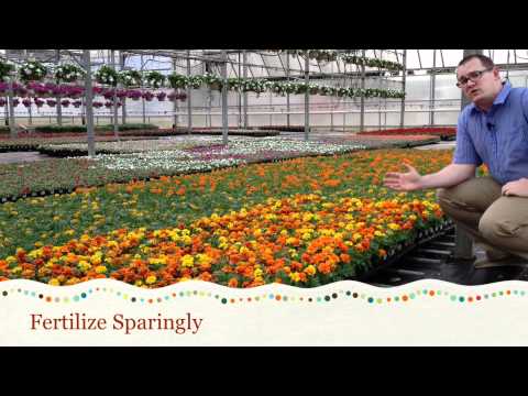 Βίντεο: Companion Plants For Impatiens: Μάθετε για το Companion Planting With Impatiens