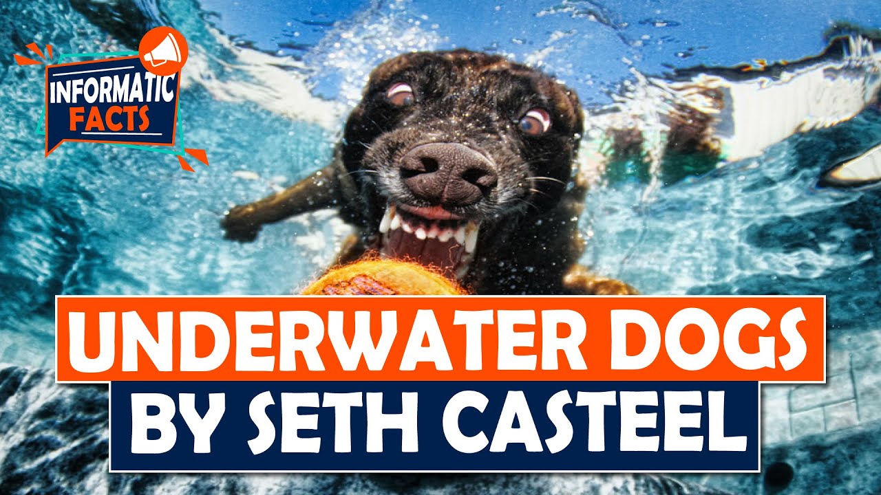 Underwater Dogs Beautiful Photography | Informatic Facts