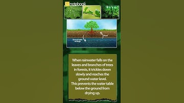 CBSE Class 7 Science – Forests: Our Lifeline | Learn with Notebook | Easy & Fun Explained!