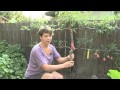 Espalier With Valya Boutenko 1 of 2