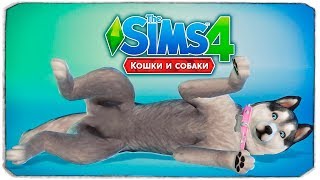 ВЕТЕРИНАРНАЯ КЛИНИКА И БРИНДЛТОН-БЭЙ - The Sims 4 "Кошки и Собаки" ВЕТЕРИНАРНАЯ КЛИНИКА И БРИНДЛТОН-БЭЙ - The Sims 4 "Кошки и Собаки"