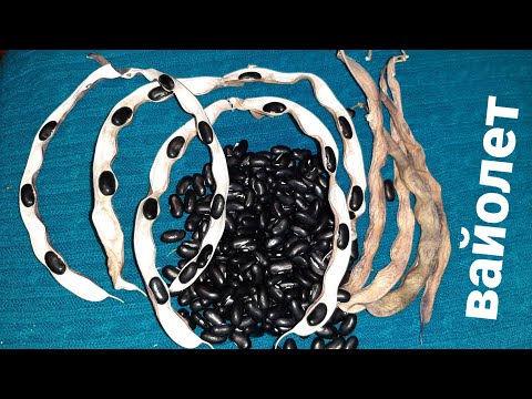 I'll plant a sea of ​​beans! I planted tomatoes! I can relax.