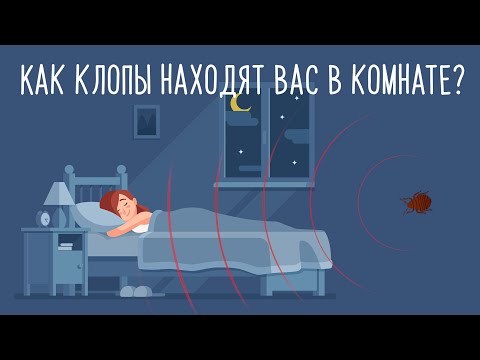 Как клопы находят человека в квартире