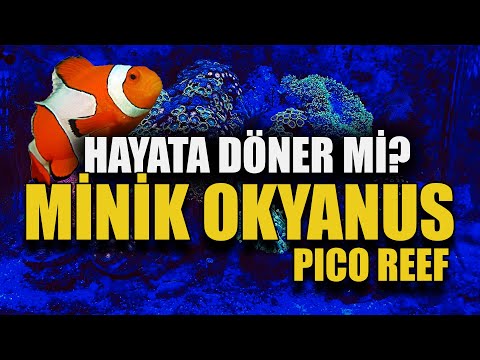 #KÇ11 – EVE MİNİK OKYANUS – HAYATA DÖNER Mİ?