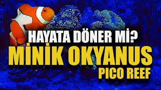 #KÇ11 - EVE MİNİK OKYANUS - HAYATA DÖNER Mİ?