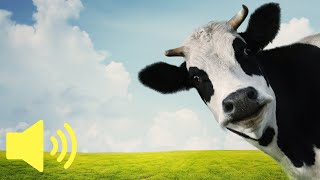 What does a Cow sound like? (Farm Animals) - Animal Sounds