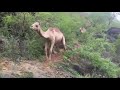 سقوط الجمل من فوق الجبل 