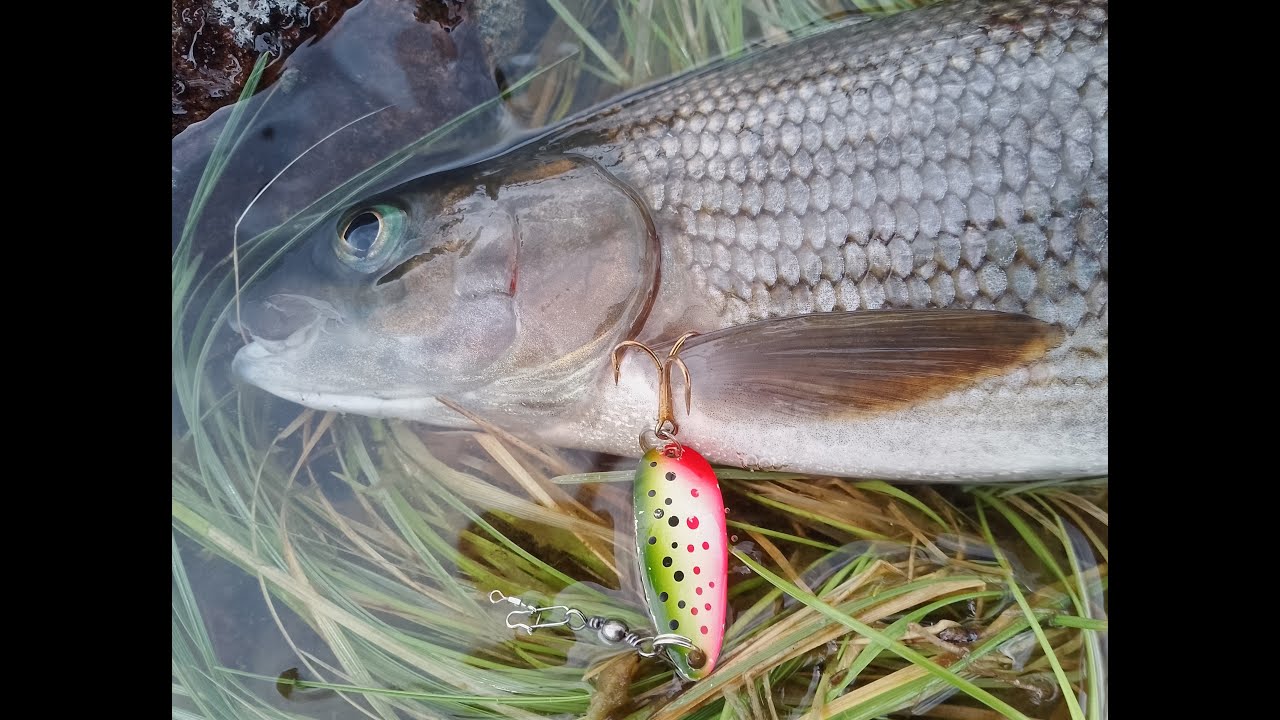 Kalastusreissu Arjeplogiin...tai ainakin sinne päin.