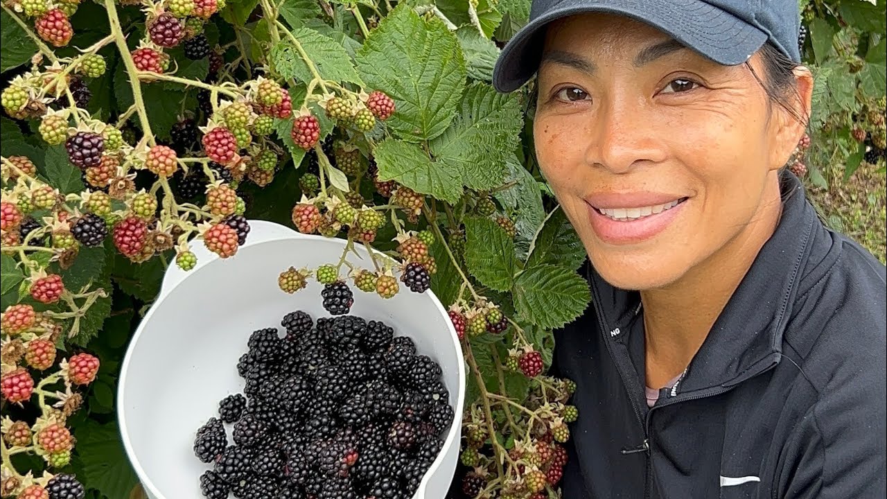 ลักละเด้อเจ้าของบ้าน โขมยเก็บแบล็คเบอร์รี่เพื่อนบ้าน Blackberry .5/8/2025.