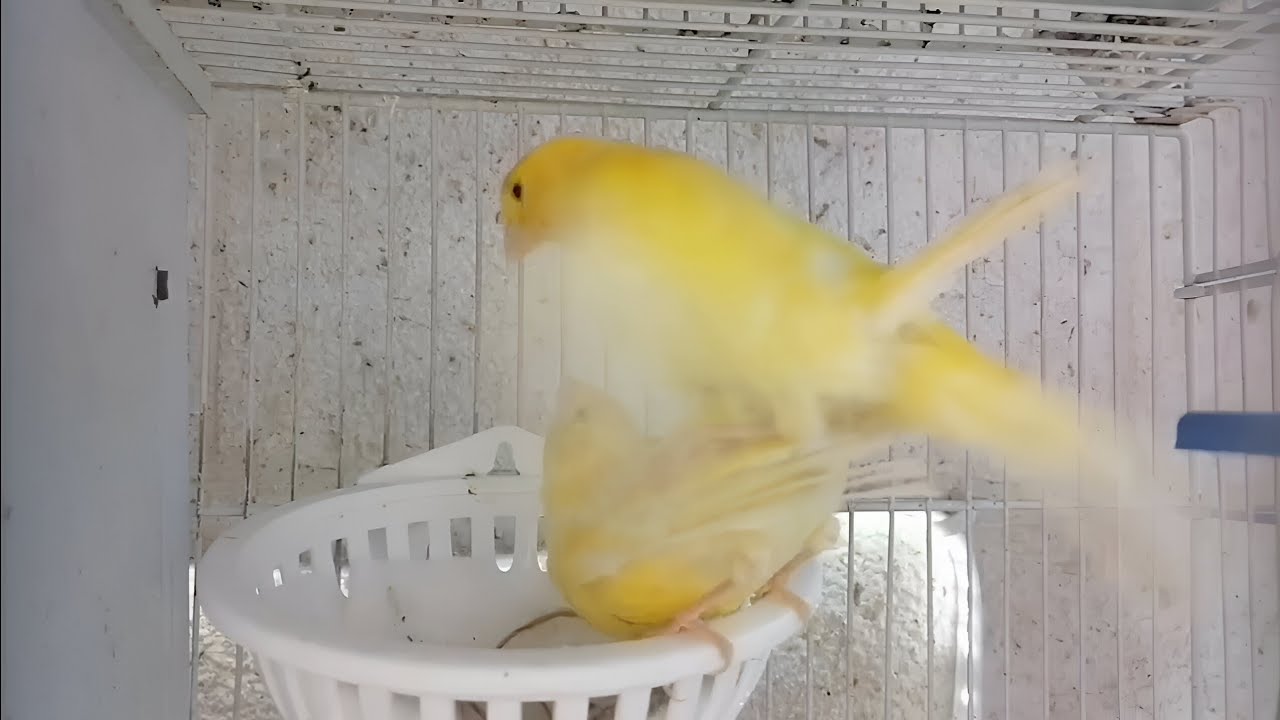 أنثى كناري تتخذ وضعيه التلقيح للتزاوج