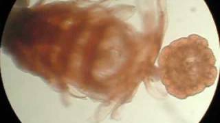 エフィラミズクラゲ