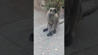 #hanmanji @Fani_Crochet @hanmanjiblockar4005