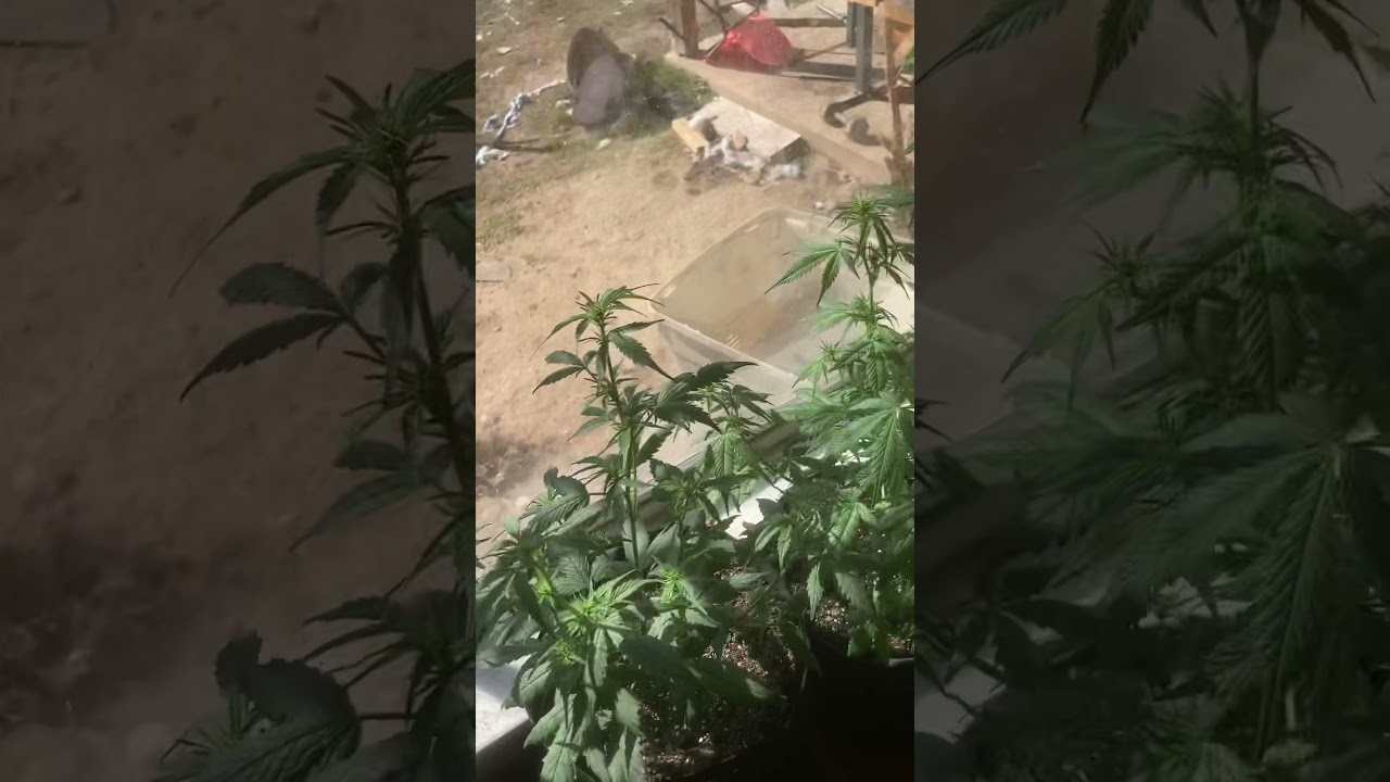 Auto Flower. Wedding Cake. Gelato