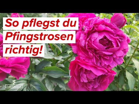 Pfingstrosen-Pflege 🌹Tipps und Tricks für die perfekte Blüte