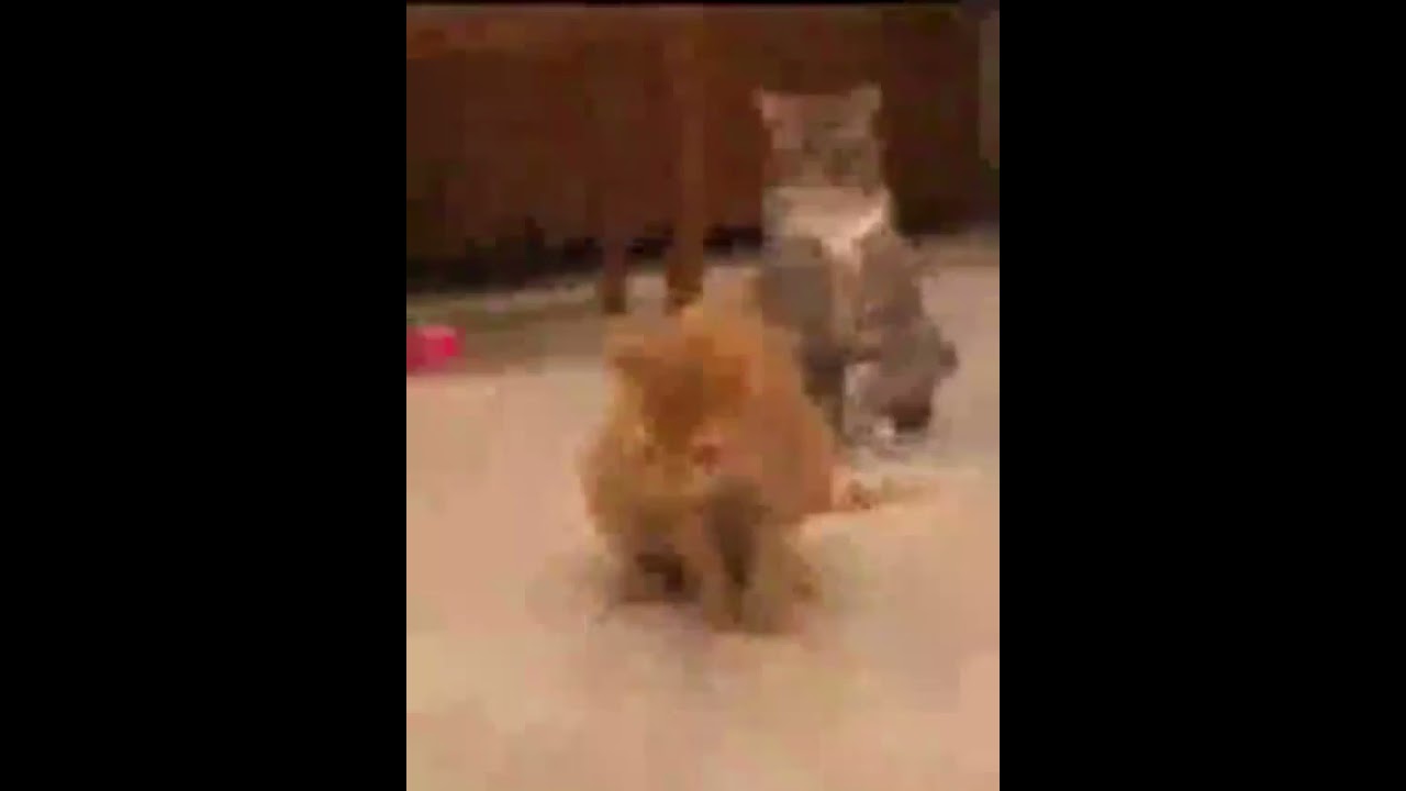 Cat Barfing Up Hairball with Vine Boom Sound Effect YouTube