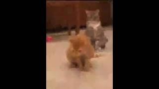 Cat Barfing Up Hairball with Vine Boom Sound Effect Resimi