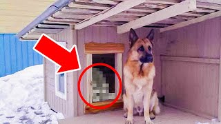 Dog Refuses to Enter Warm Kennel – Owner Can’t Believe the Reason!
