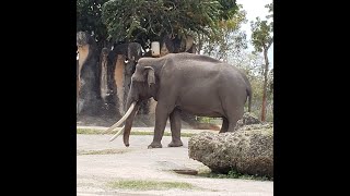 Quick Drive thru LION COUNTRY SAFARI, W. Palm Beach, FL - Loxahatchee